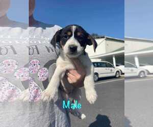 Beagle-Silky Terrier Mix Dogs for adoption in Brooksville, FL, USA