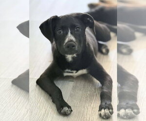 American Staffordshire Terrier-Labrador Retriever Mix Dogs for adoption in Holly Springs, NC, USA