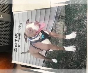 American Staffordshire Terrier Dogs for adoption in Clarkston, MI, USA