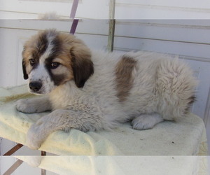 Great Pyrenees Dogs for adoption in Birch Tree, MO, USA