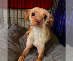 Chihuahua-Unknown Mix Dogs for adoption in Cranston, RI, USA
