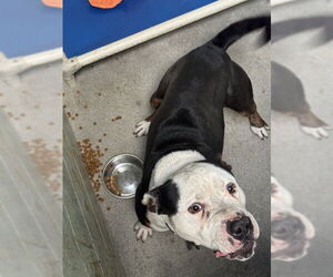 Mutt Dogs for adoption in Stockton, CA, USA