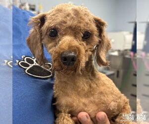 Mutt Dogs for adoption in Washington, DC, USA