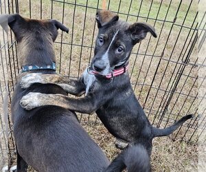 Mutt Dogs for adoption in Melrose, FL, USA