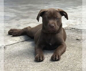 American Pit Bull Terrier-Labrador Retriever Mix Dogs for adoption in Brewster, NY, USA