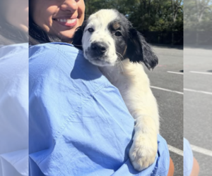 Mutt Dogs for adoption in Brooklyn, NY, USA