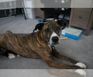 Boxer-Plott Hound Mix Dogs for adoption in Doylestown, PA, USA
