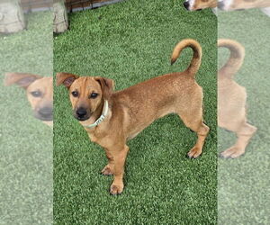 Mutt Dogs for adoption in oakland, FL, USA