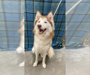 Siberian Husky Dogs for adoption in Rosenberg, TX, USA