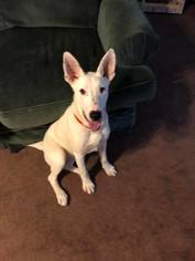 Bull Terrier-Unknown Mix Dogs for adoption in Midland, TX, USA