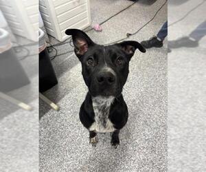 Mutt Dogs for adoption in Westminster, MD, USA