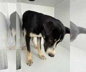 German Shepherd Dog-Unknown Mix Dogs for adoption in Houston, TX, USA