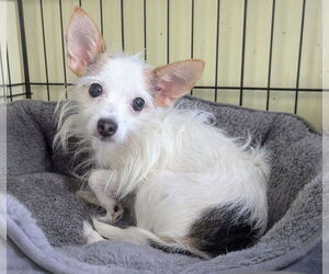 Chihuahua-Unknown Mix Dogs for adoption in Oakhurst, NJ, USA