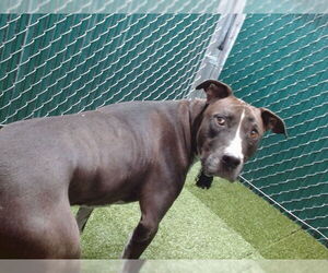 American Pit Bull Terrier Dogs for adoption in Downey, CA, USA