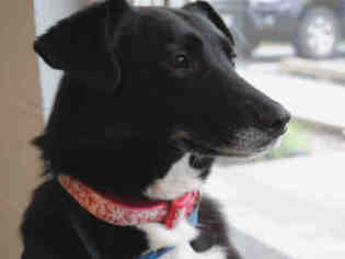 Borador Dogs for adoption in Easton, MD, USA