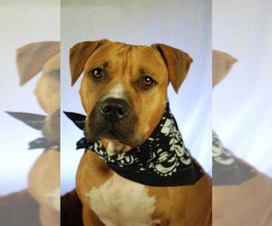 American Pit Bull Terrier-Black Mouth Cur Mix Dogs for adoption in Brooksville, FL, USA