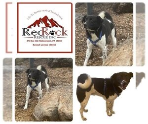 Border Collie-Unknown Mix Dogs for adoption in Walnutport, PA, USA