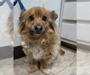 Chihuahua-Unknown Mix Dogs for adoption in Lakewood, CO, USA