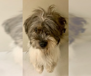Shih Tzu Dogs for adoption in Pampa, TX, USA