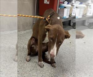 Australian Shepherd-Unknown Mix Dogs for adoption in Conroe, TX, USA