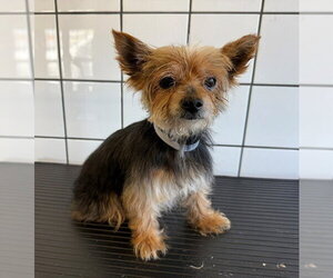 Mutt Dogs for adoption in Downey, CA, USA