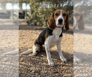 Beagle Dogs for adoption in PIPE CREEK, TX, USA