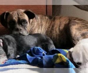 Boxer Dogs for adoption in Spring, TX, USA