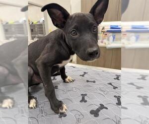American Pit Bull Terrier-Unknown Mix Dogs for adoption in Baytown, TX, USA