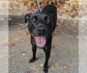 Labrador Retriever-Unknown Mix Dogs for adoption in Raleigh, NC, USA