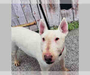 Bull Terrier Dogs for adoption in Henderson, NV, USA