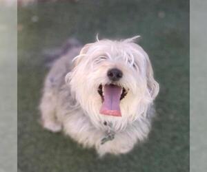 Maltese Dogs for adoption in Tempe, AZ, USA