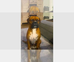 Boxer Dogs for adoption in Austin, TX, USA