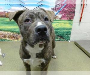 American Pit Bull Terrier-Unknown Mix Dogs for adoption in Moreno Valley, CA, USA