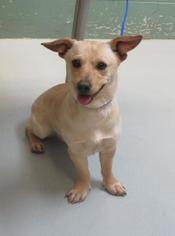 Chiweenie Dogs for adoption in Boise, ID, USA
