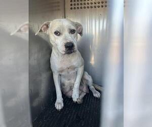 American Pit Bull Terrier-Unknown Mix Dogs for adoption in Corpus Christi, TX, USA