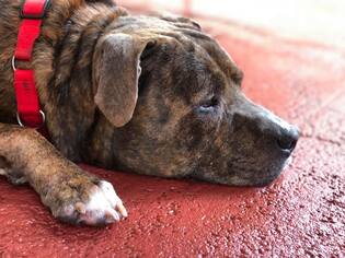 Medium Photo #1 Mastiff Puppy For Sale in West Palm Beach, FL, USA
