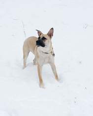 German Shepherd Dog-Unknown Mix Dogs for adoption in Hugo, MN, USA