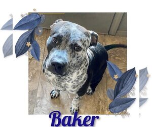 American Pit Bull Terrier-German Shorthaired Pointer Mix Dogs for adoption in Orange, CA, USA