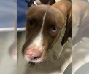 American Pit Bull Terrier Dogs for adoption in Bakersfield, CA, USA