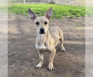Chiweenie Dogs for adoption in Modesto, CA, USA