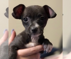 Medium Photo #1 Rat-Cha Puppy For Sale in Albuquerque, NM, USA