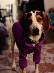 Treeing Walker Coonhound Dogs for adoption in Springfield, IL, USA