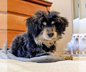 Mutt Dogs for adoption in Vail, AZ, USA