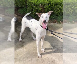 Mutt Dogs for adoption in Groveland, FL, USA