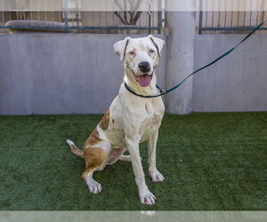 Great Dane-Unknown Mix Dogs for adoption in Pasadena, CA, USA