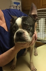 Boston Terrier Dogs for adoption in Pottstown, PA, USA