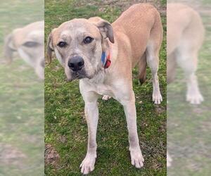 Anatolian Shepherd-Black Mouth Cur Mix Dogs for adoption in Akron, OH, USA