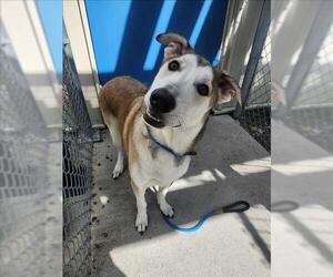 Siberian Husky-Unknown Mix Dogs for adoption in Conroe, TX, USA