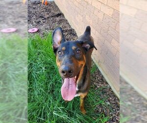 Doberman Pinscher-Unknown Mix Dogs for adoption in London, Ontario, Canada