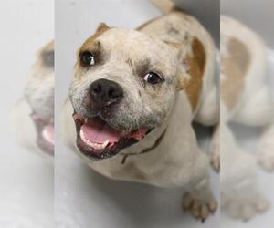 Bull Terrier Dogs for adoption in Augusta, GA, USA